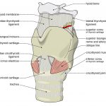 АНАТОМИЈА НА ГРКЛАН (LARYNX)