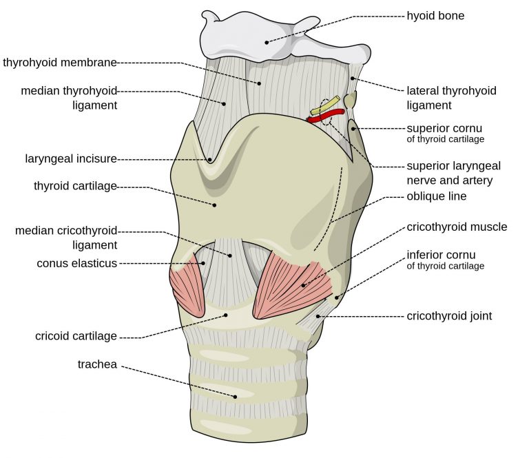 АНАТОМИЈА НА ГРКЛАН (LARYNX)